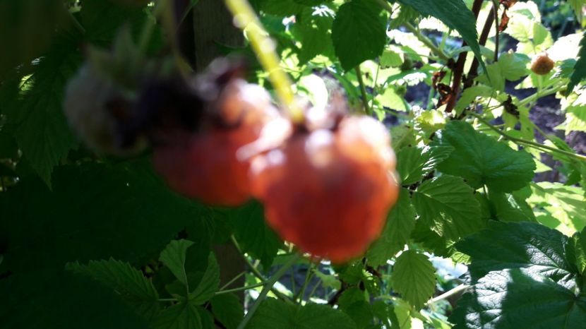  - Primavara 2017 flori si gradina