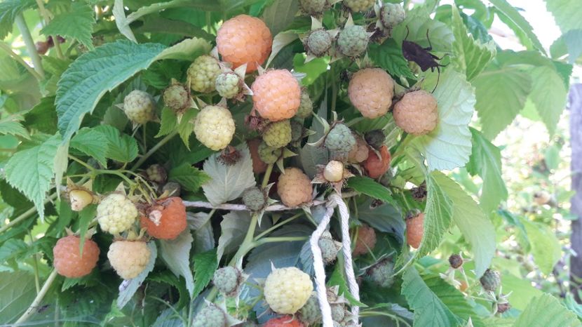  - Primavara 2017 flori si gradina