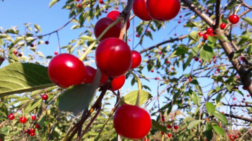  - Primavara 2017 flori si gradina