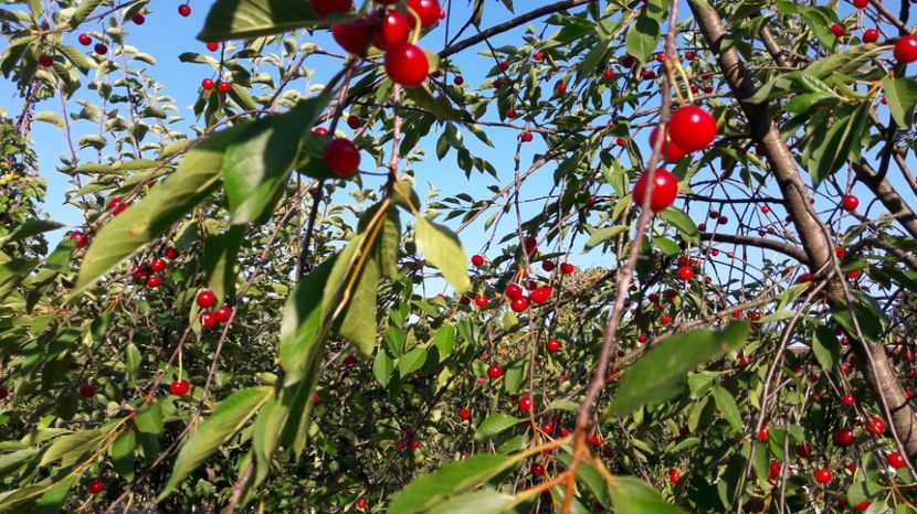  - Primavara 2017 flori si gradina