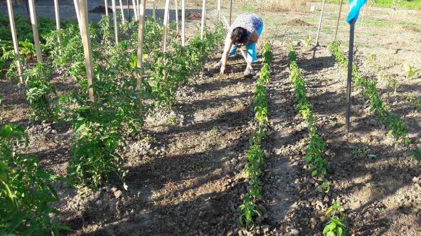  - Primavara 2017 flori si gradina