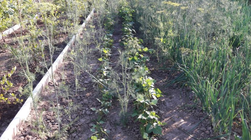  - Primavara 2017 flori si gradina