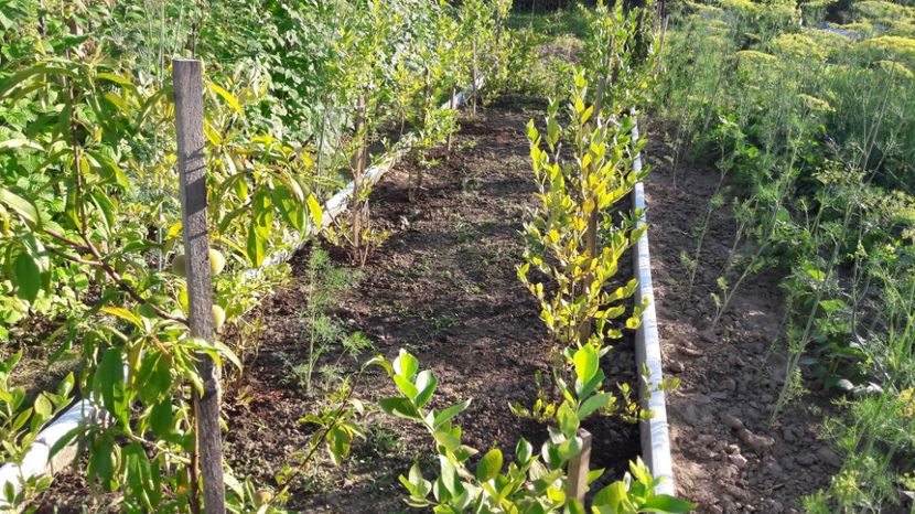  - Primavara 2017 flori si gradina