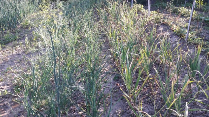  - Primavara 2017 flori si gradina