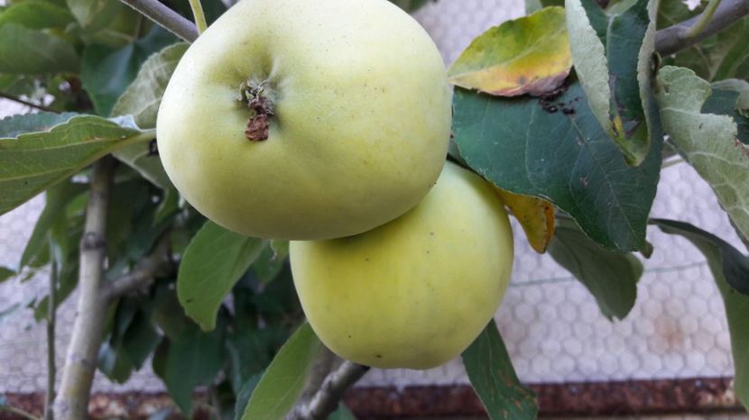  - Primavara 2017 flori si gradina