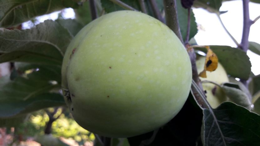  - Primavara 2017 flori si gradina