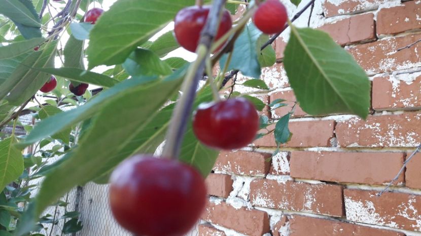  - Primavara 2017 flori si gradina