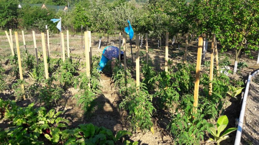  - Primavara 2017 flori si gradina