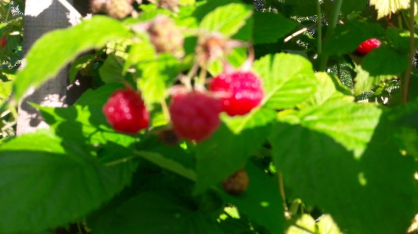  - Primavara 2017 flori si gradina