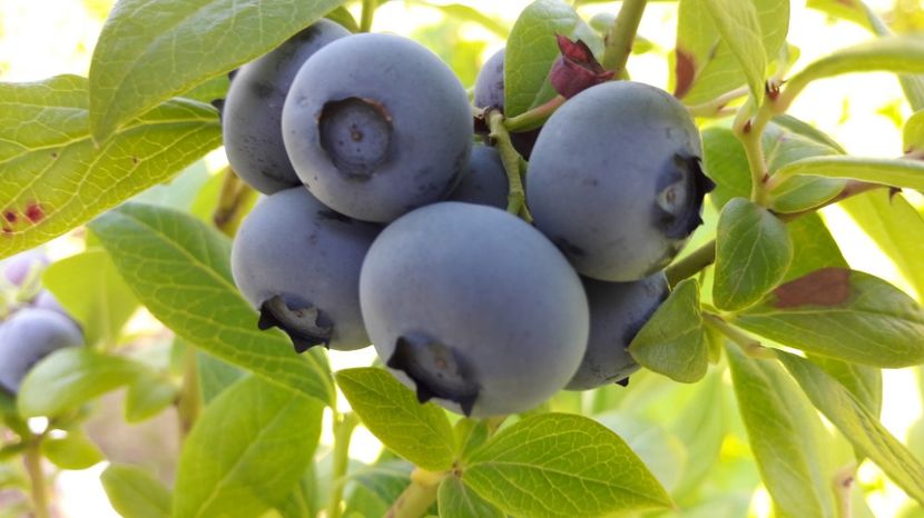  - Primavara 2017 flori si gradina