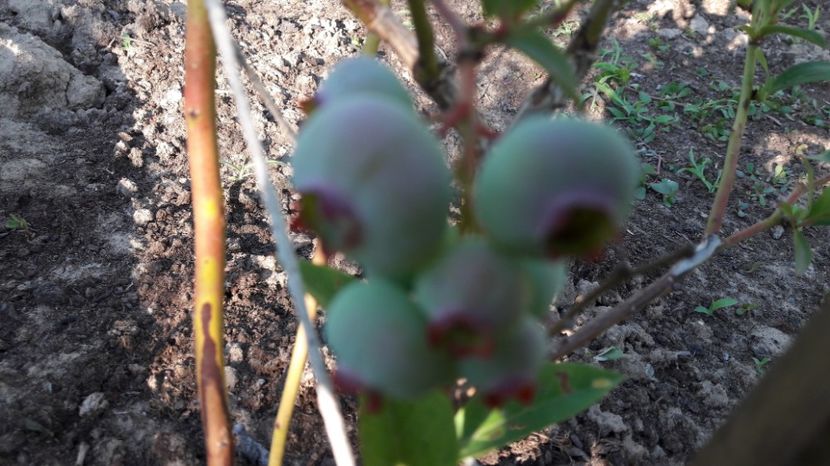  - Primavara 2017 flori si gradina