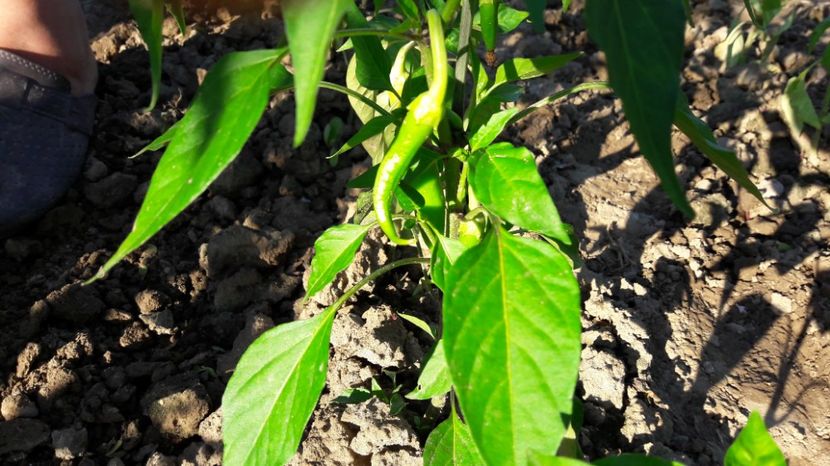  - Primavara 2017 flori si gradina