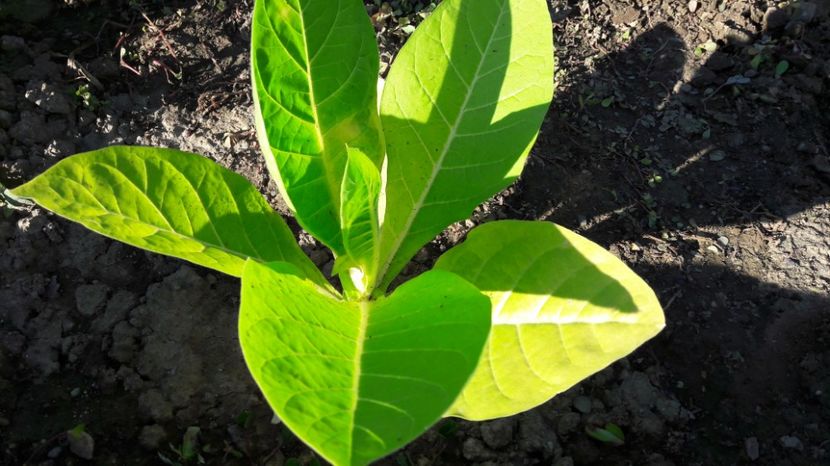  - Primavara 2017 flori si gradina