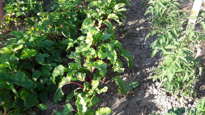  - Primavara 2017 flori si gradina