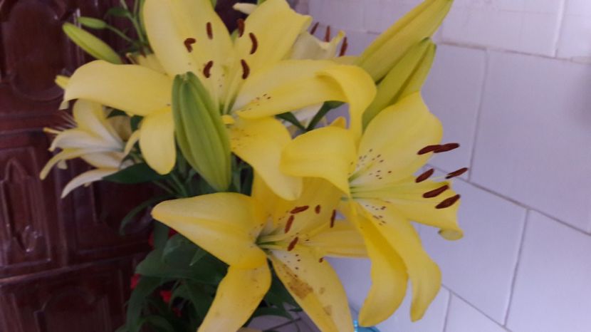  - Primavara 2017 flori si gradina