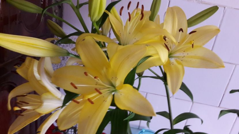  - Primavara 2017 flori si gradina