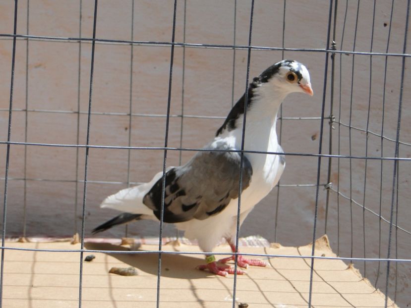 m 2017  8945_2 - tineret 2017