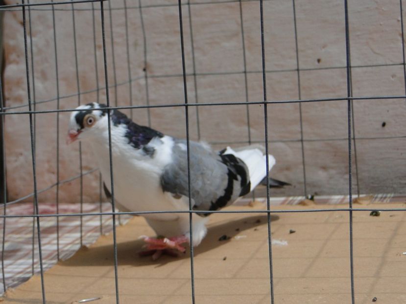 m 2017  8945_3 - tineret 2017