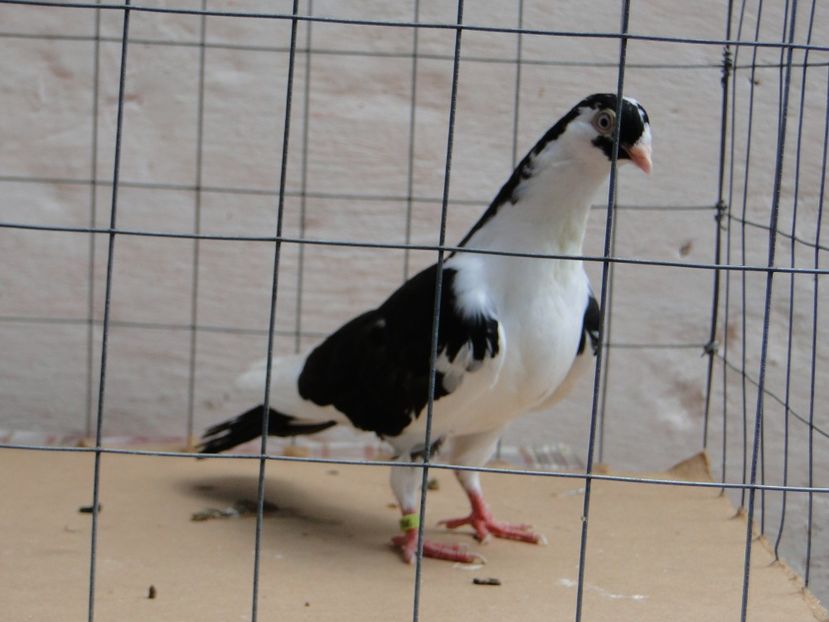 m 2017  8963_1 - tineret 2017