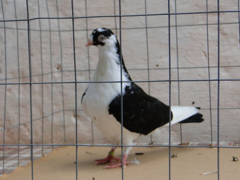 m 2017  8963_2 - tineret 2017