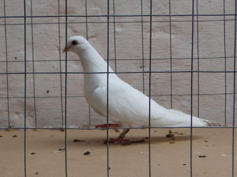 m 2017  8966_1 - tineret 2017