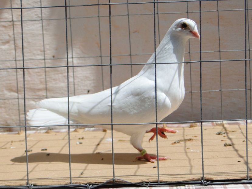 m 2017  8966_2 - tineret 2017