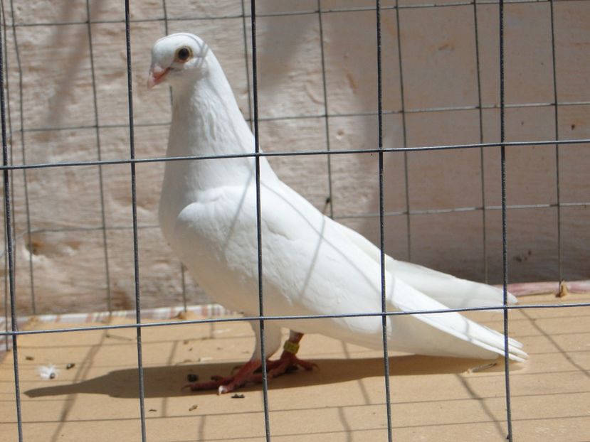 m 2017  8966_3 - tineret 2017