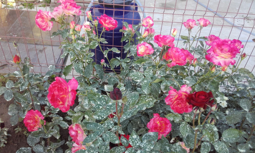  - DOUBLE DELIGHT Swim si Weeks 2