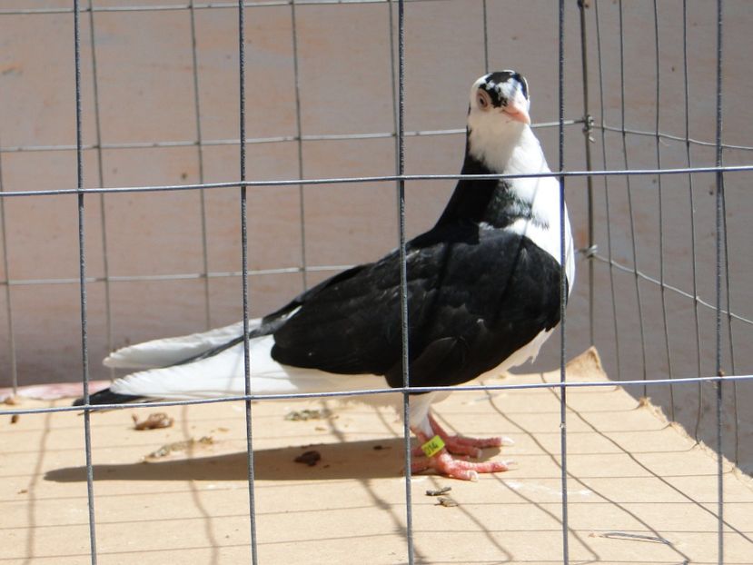 m 2017  2014_1 - tineret 2017