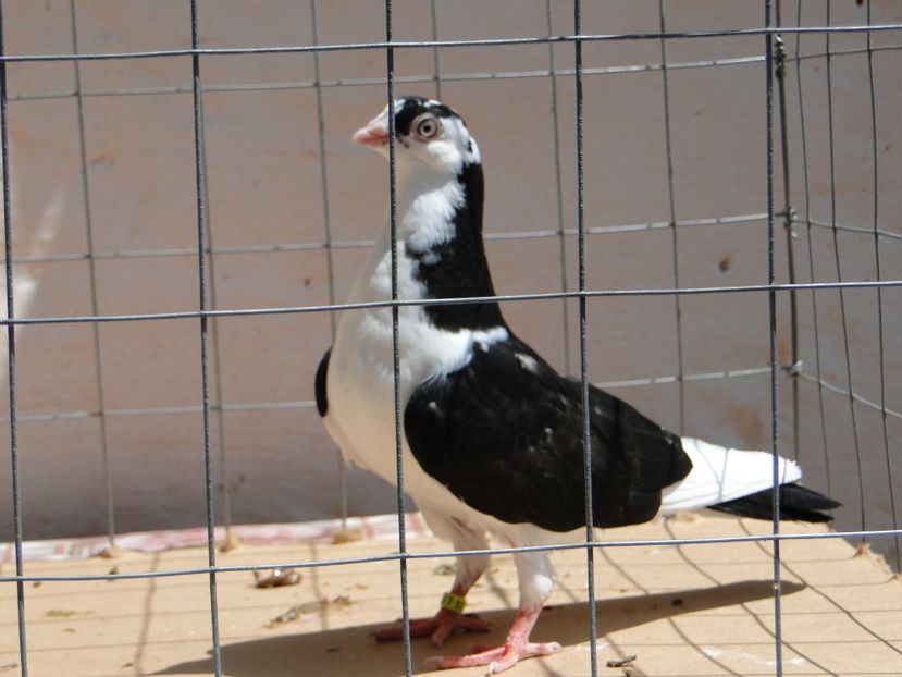 m 2017  2014_2 - tineret 2017