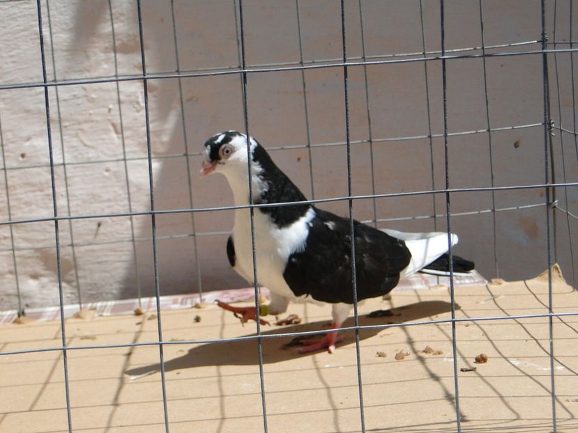 m 2017  2014_3 - tineret 2017