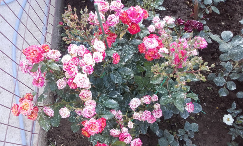  - FIRE FLASH Interplant 3