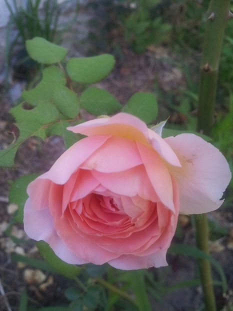 - Abraham Darby