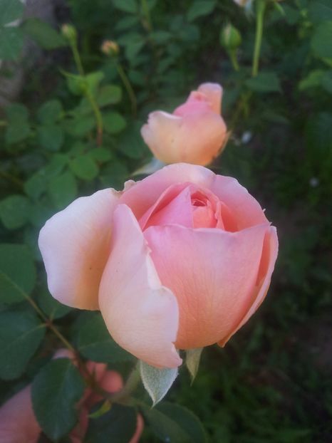  - Abraham Darby
