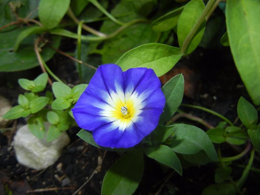 Dwarf Morning Glory (2017, June 25) - ZORELE Pitice_Convolvulus