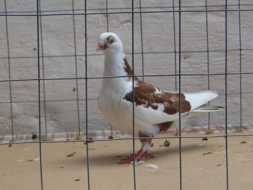 f 2017  8949_1 - tineret 2017