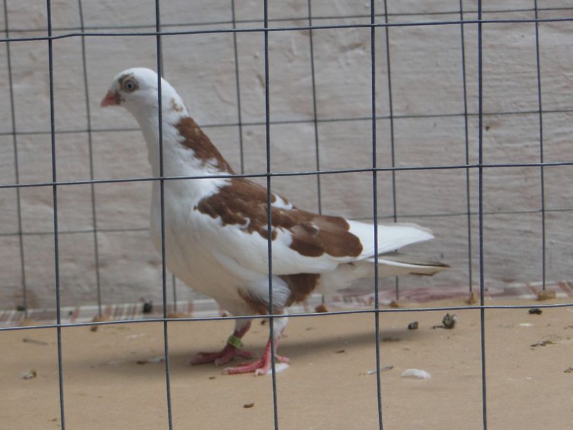 f 2017  8949_2 - tineret 2017