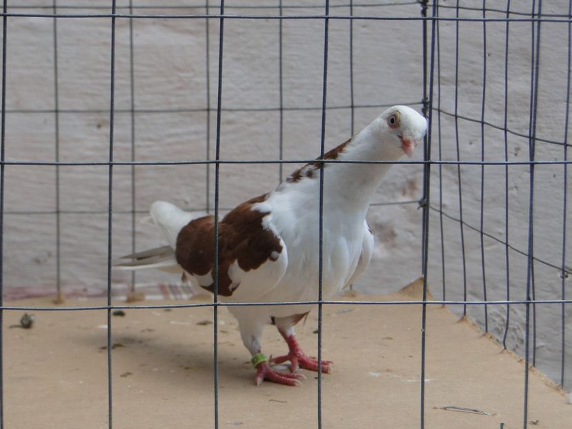 f 2017  8949_3 - tineret 2017