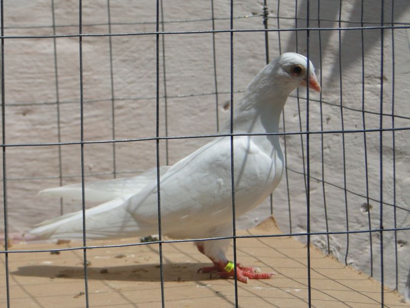 f 2017  9026_1 - tineret 2017