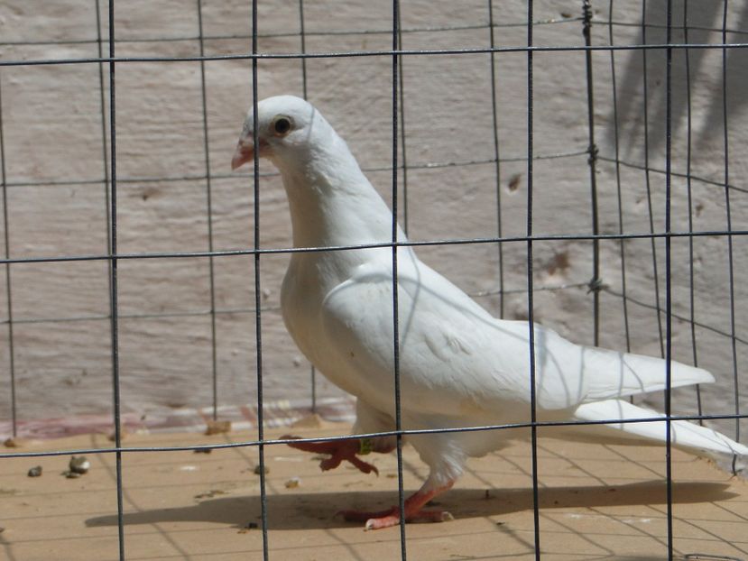 f 2017  9026_2 - tineret 2017