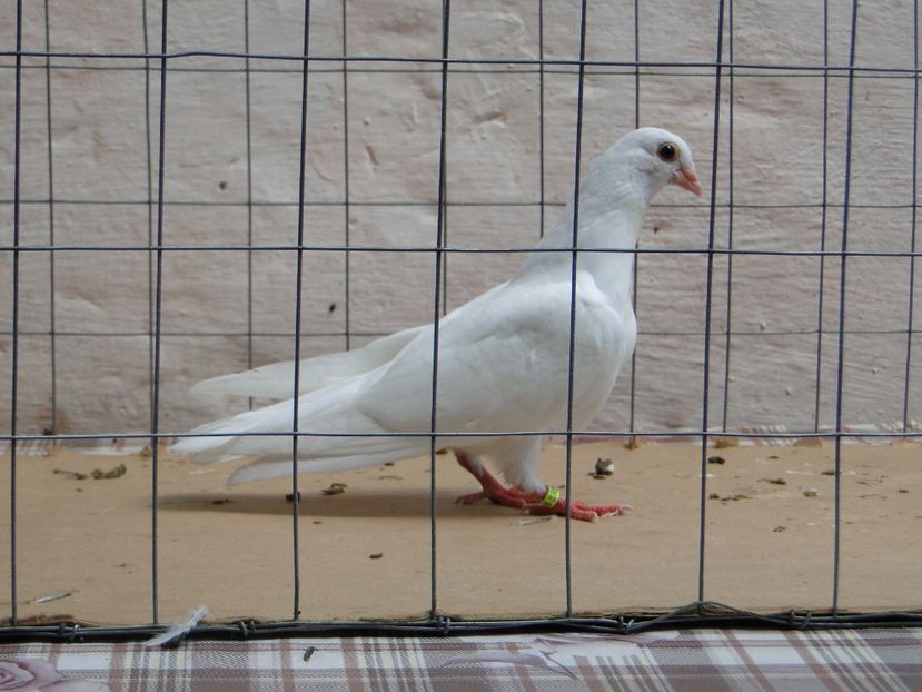 f 2017  9026_3 - tineret 2017