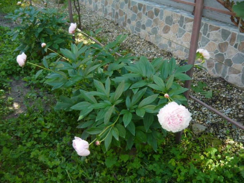 P1020999 - Gradina mea