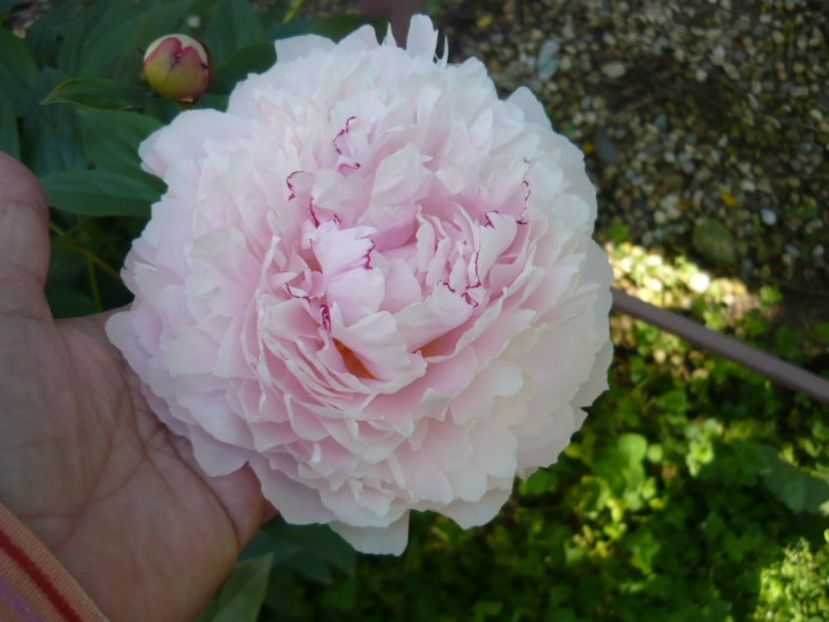 P1030001 - Gradina mea