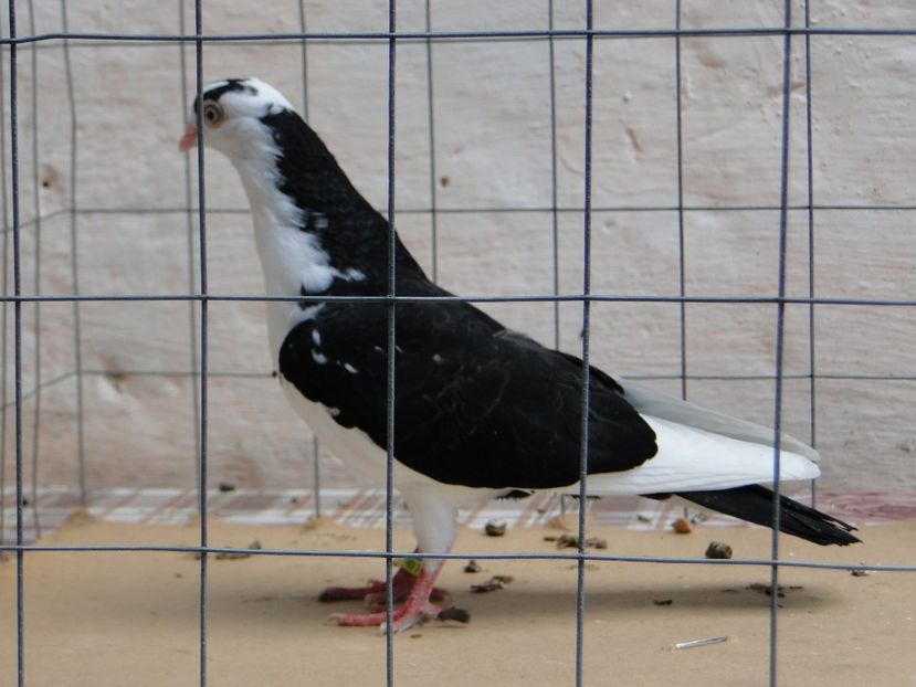 f 2017  8960_2 - tineret 2017