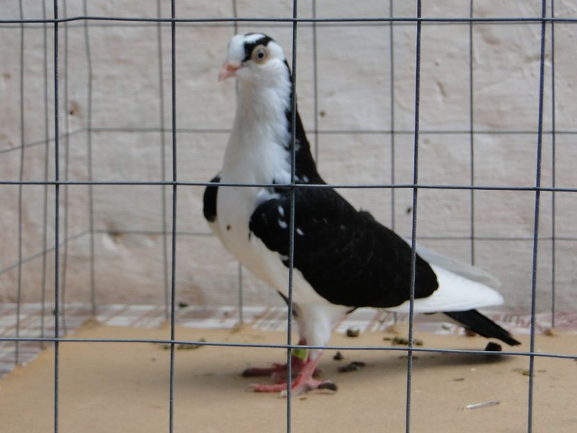 f 2017  8960_3 - tineret 2017