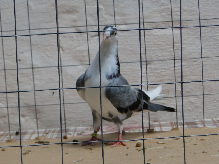 f 2017  8938_1 - tineret 2017