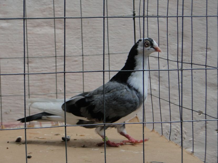 f 2017  8938_2 - tineret 2017