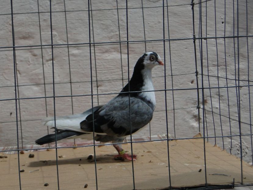 f 2017  8938_3 - tineret 2017