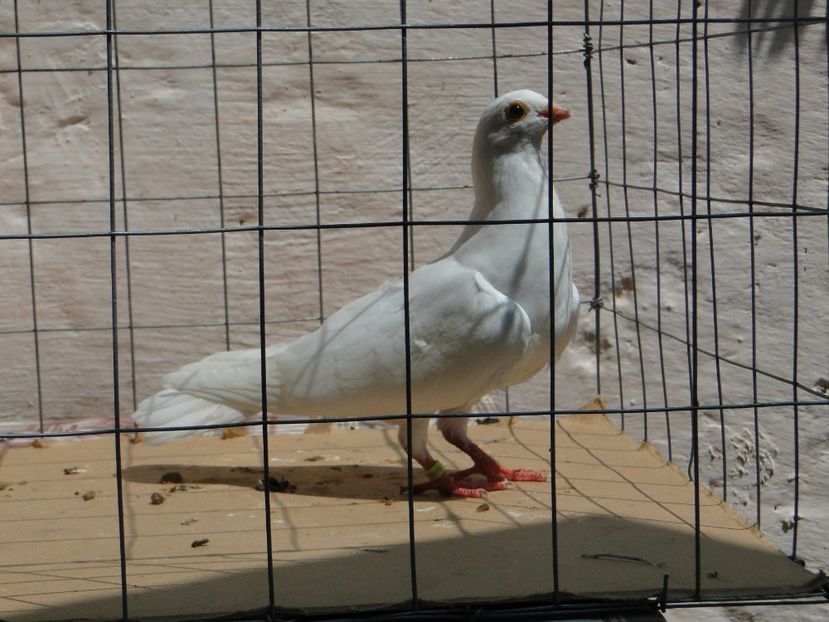 m 2017  8919_1 - tineret 2017