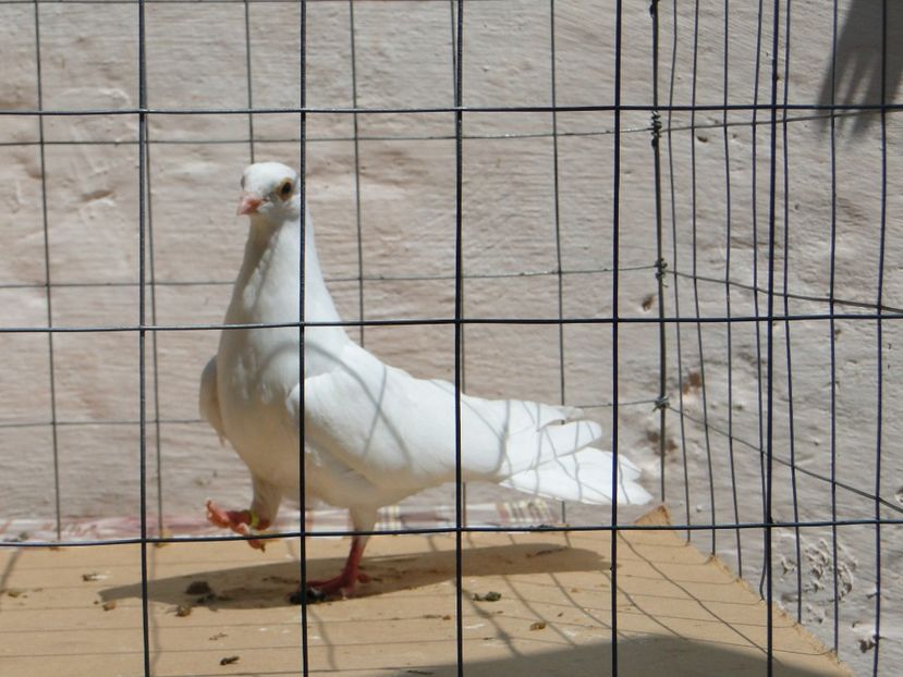 m 2017  8919_2 - tineret 2017